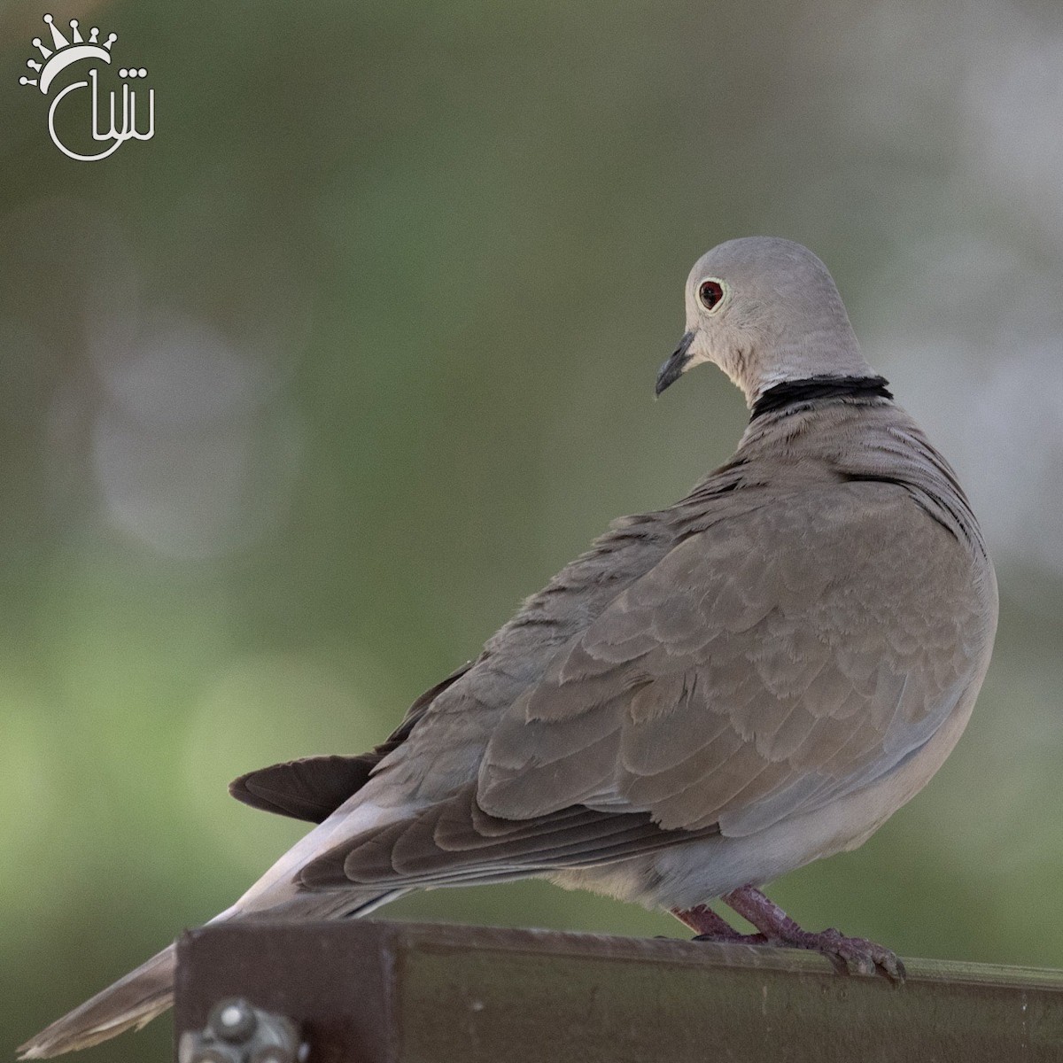 Eurasian Collared-Dove - Mohamed Shah