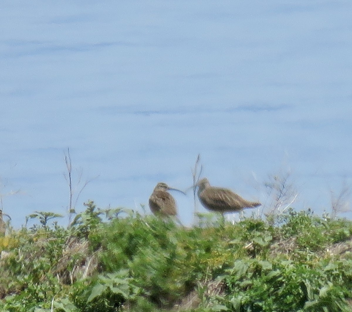 Whimbrel - Kathy McDowell