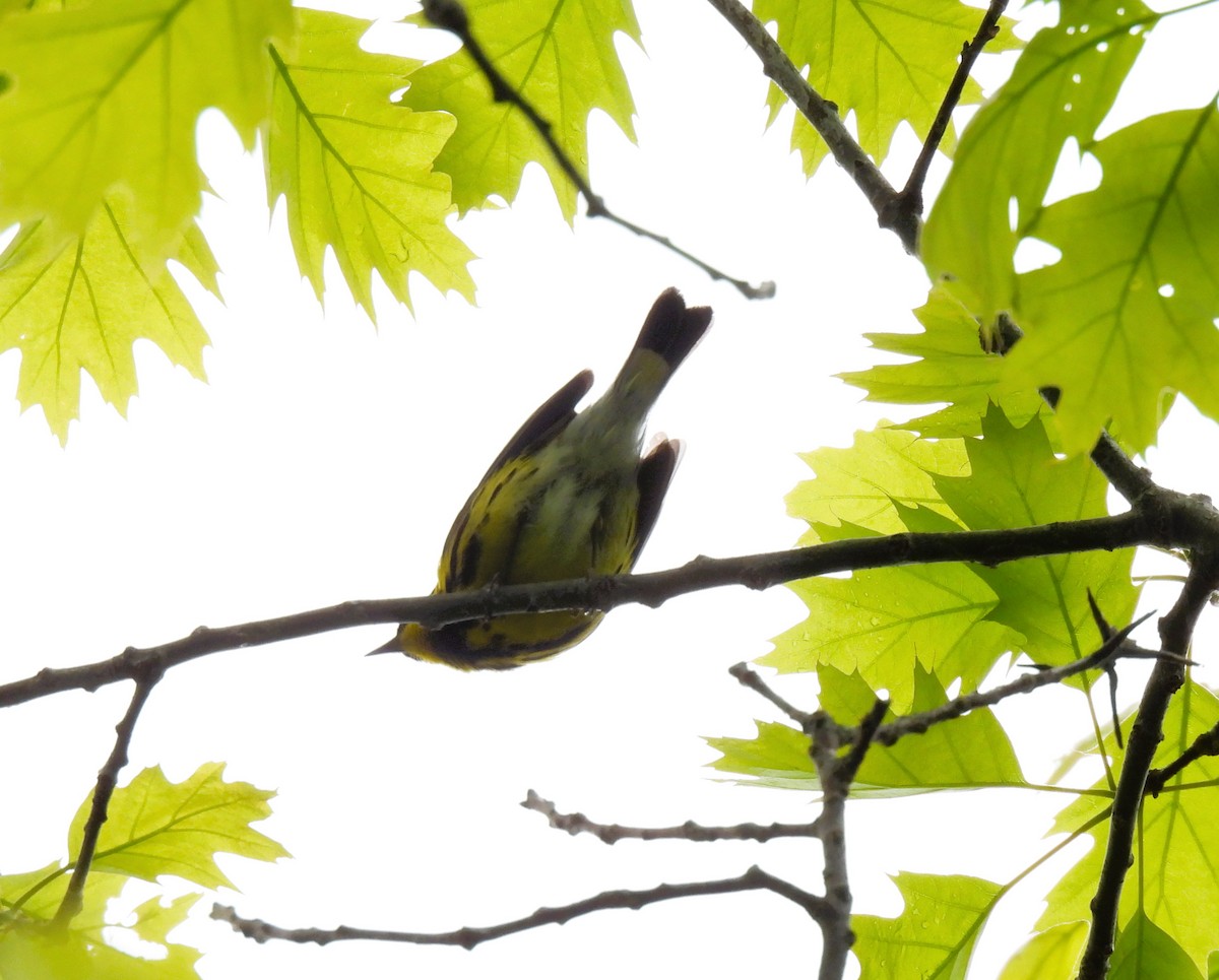 Magnolia Warbler - ML619452222