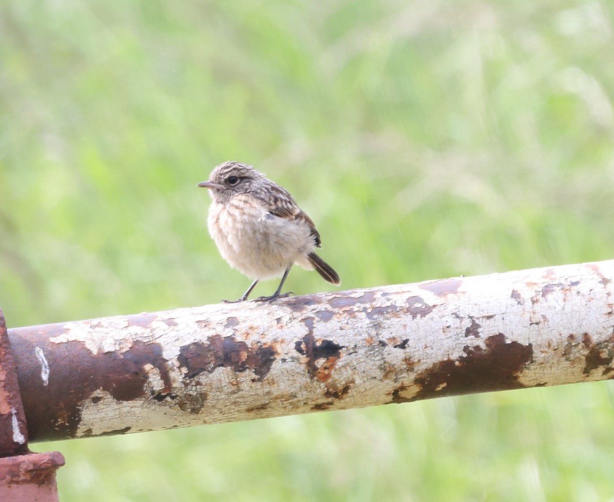 European Stonechat - Jan Badura