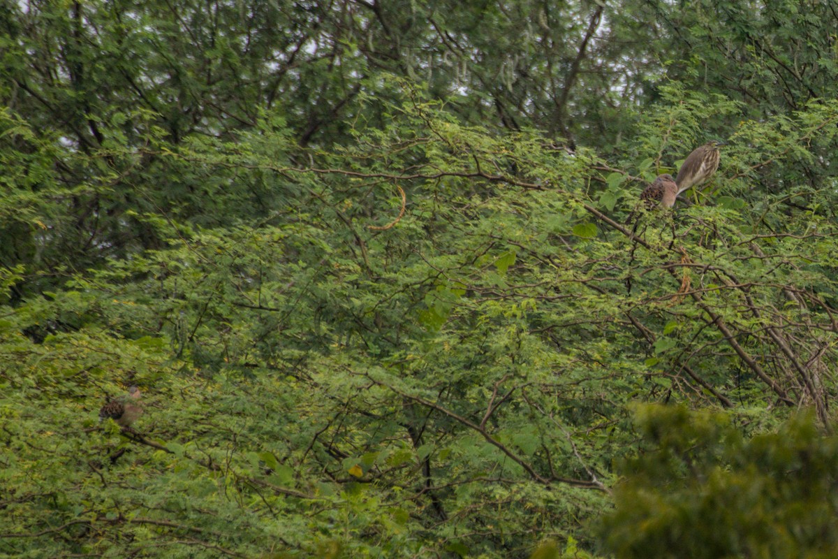 Oriental Turtle-Dove - Sathish Ramamoorthy