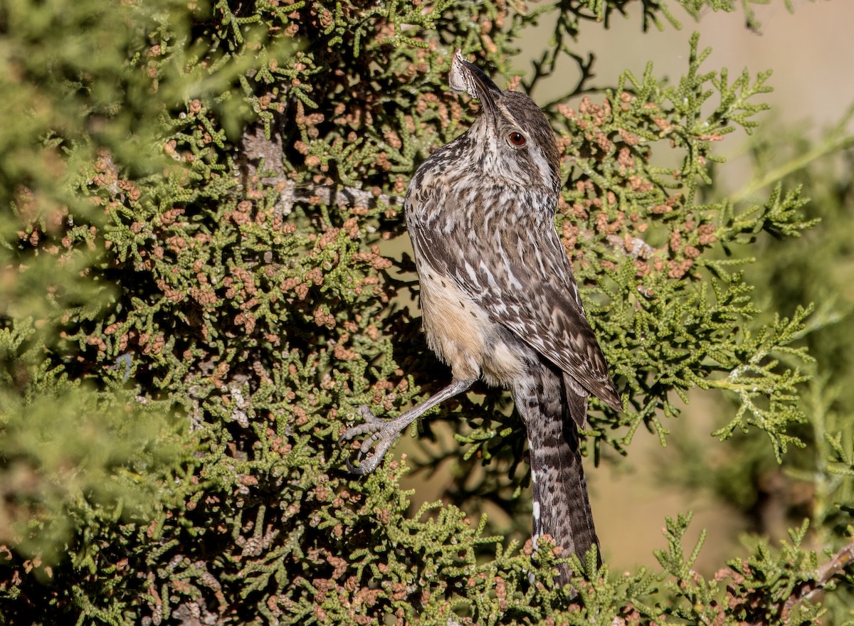 Cactus Wren - Daniel Ward