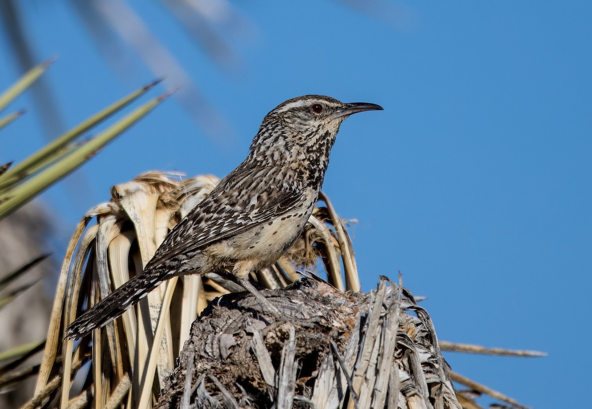 Cactus Wren - Daniel Ward