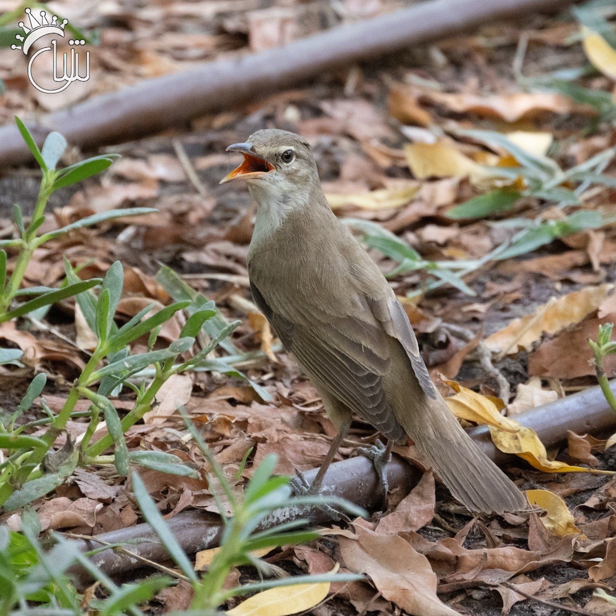 Basra Reed Warbler - Mohamed Shah