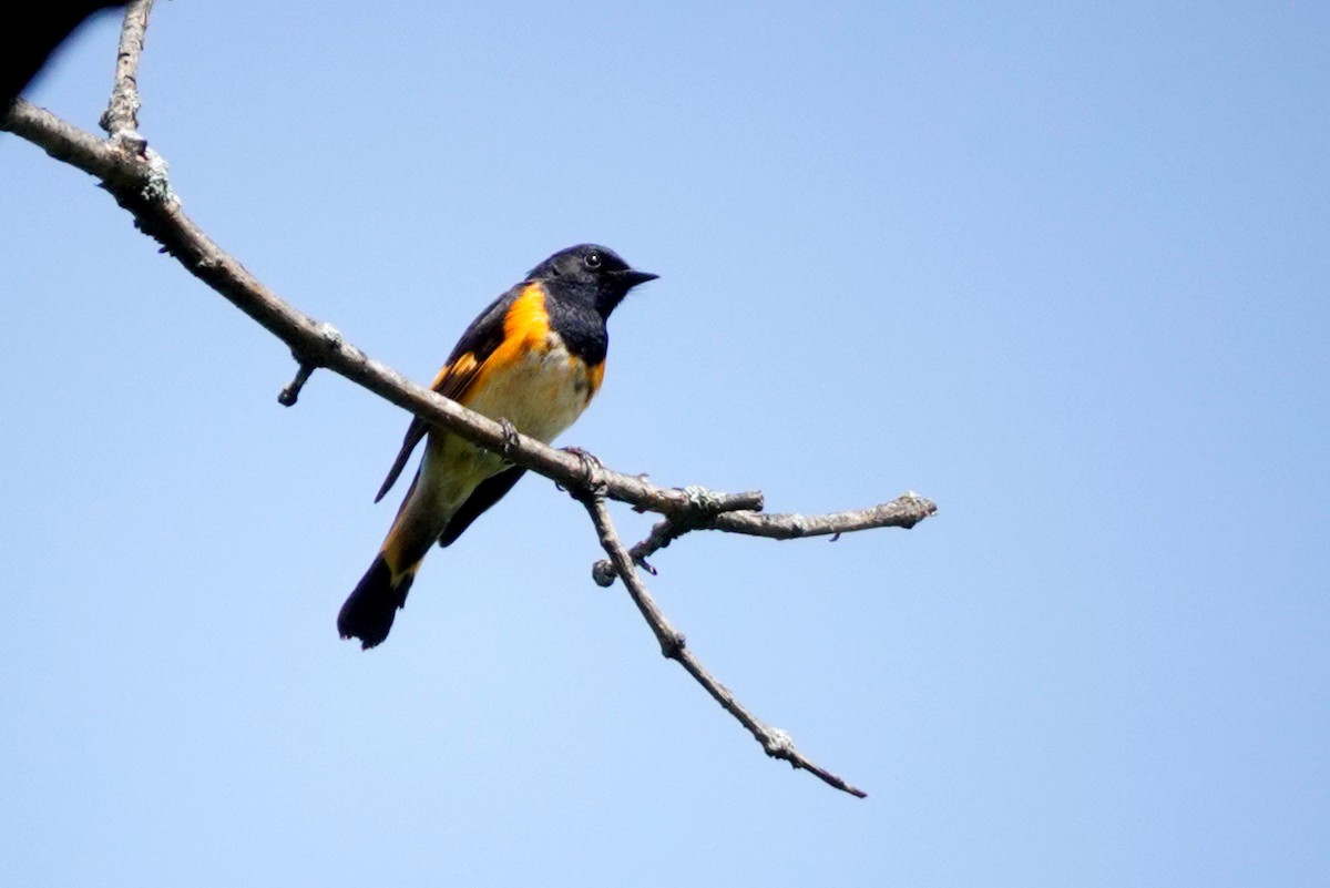 American Redstart - Louise Courtemanche 🦅