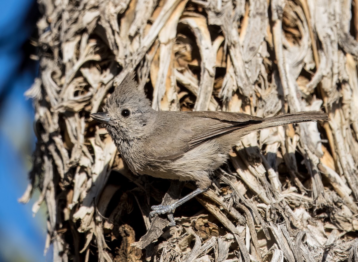 Oak Titmouse - Daniel Ward