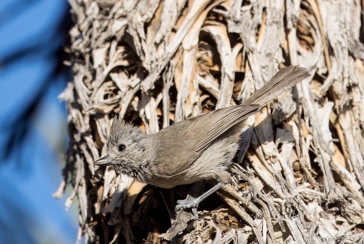 Oak Titmouse - Daniel Ward