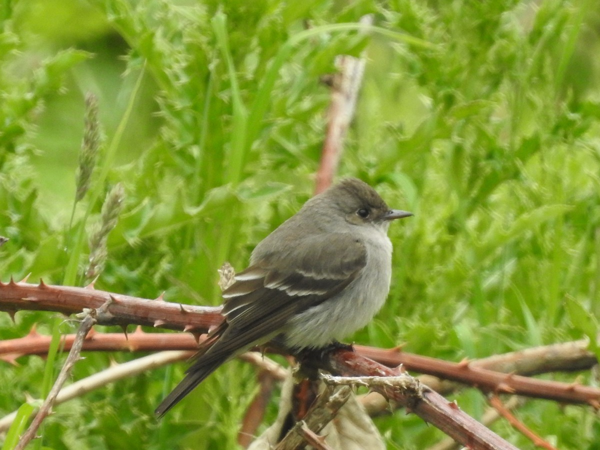 Western Wood-Pewee - Peter Erickson