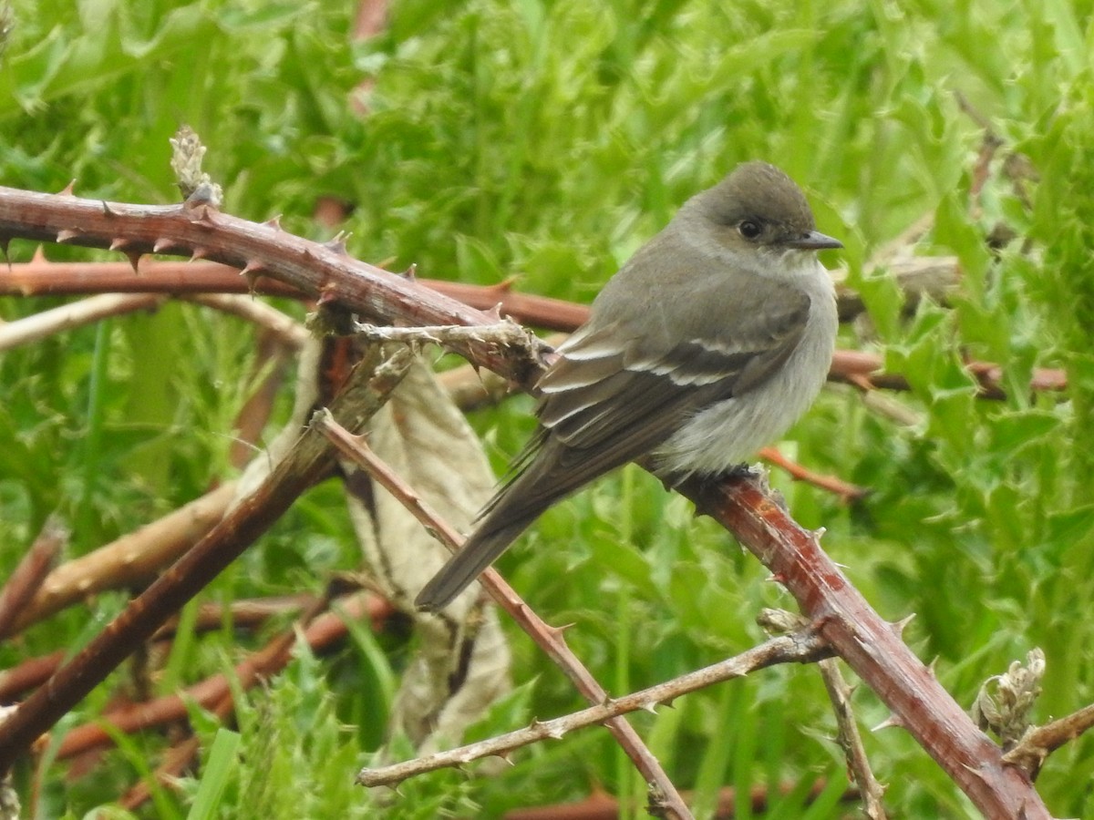 Western Wood-Pewee - Peter Erickson