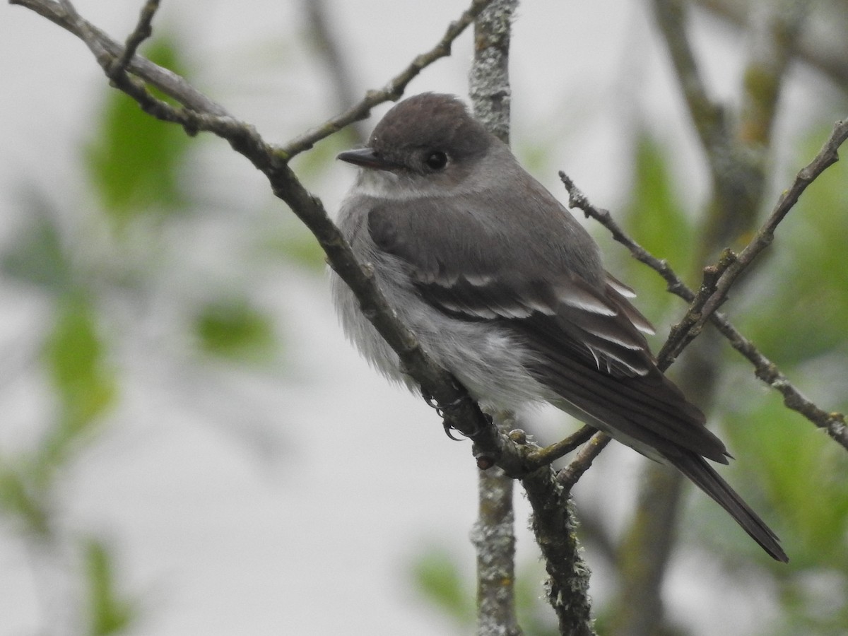 Western Wood-Pewee - Peter Erickson