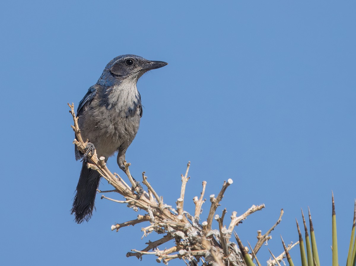 California Scrub-Jay - ML619452257