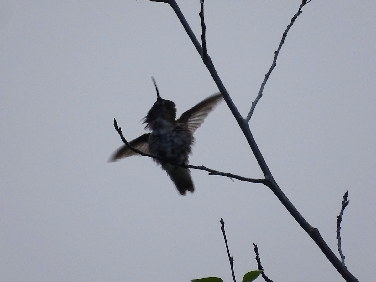 Calliope Hummingbird - Jim Walton