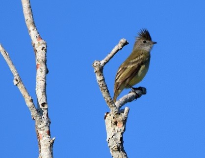 Yellow-bellied Elaenia - Laura Bakken