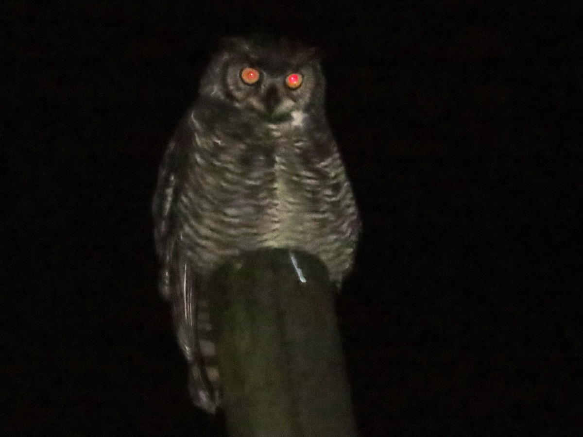 Great Horned Owl - Hugo Foxonet