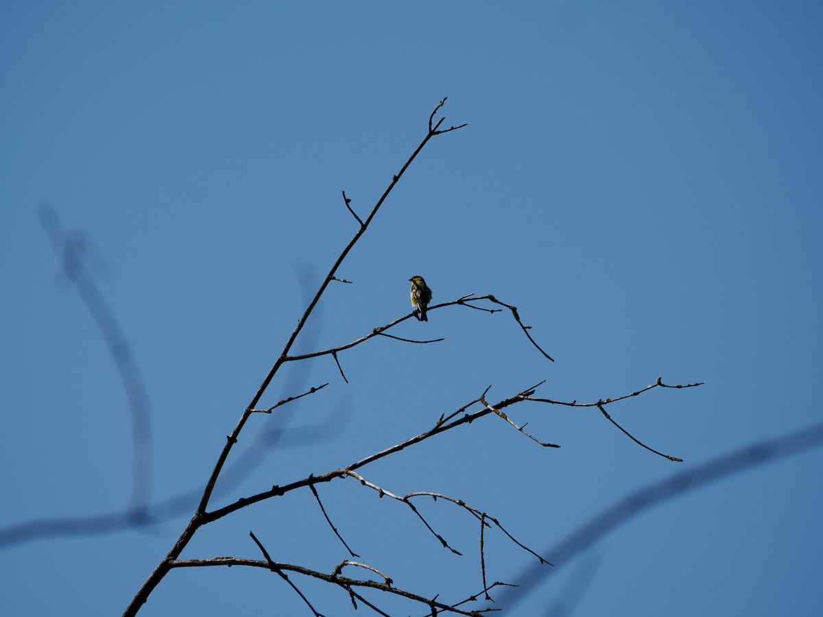 Lesser Goldfinch - Tony Doty