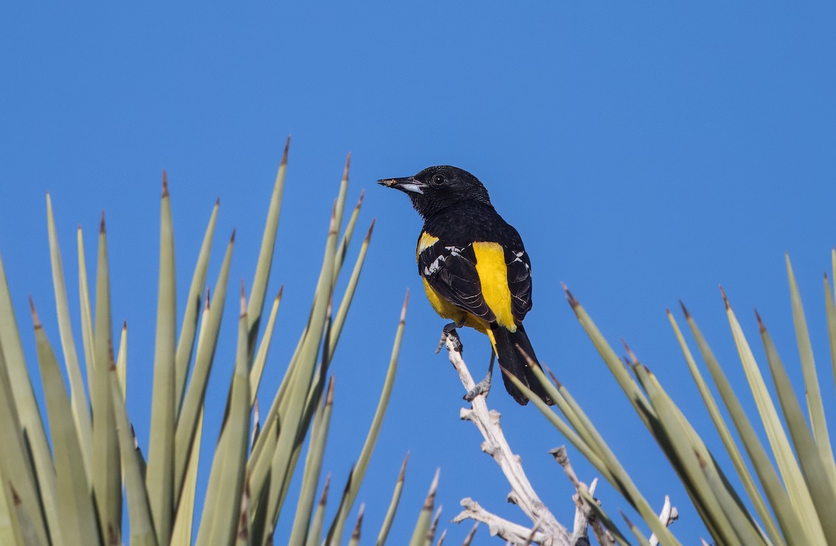 Oriole jaune-verdâtre - ML619452281