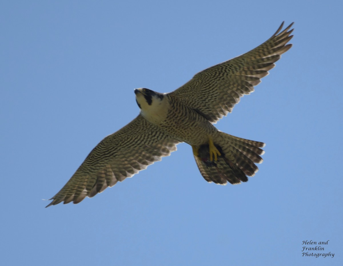 Peregrine Falcon - Helen and Franklin Chow