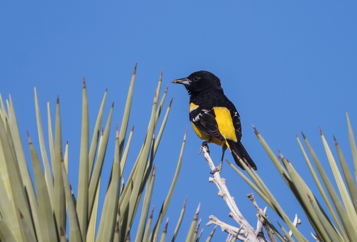 Scott's Oriole - ML619452285