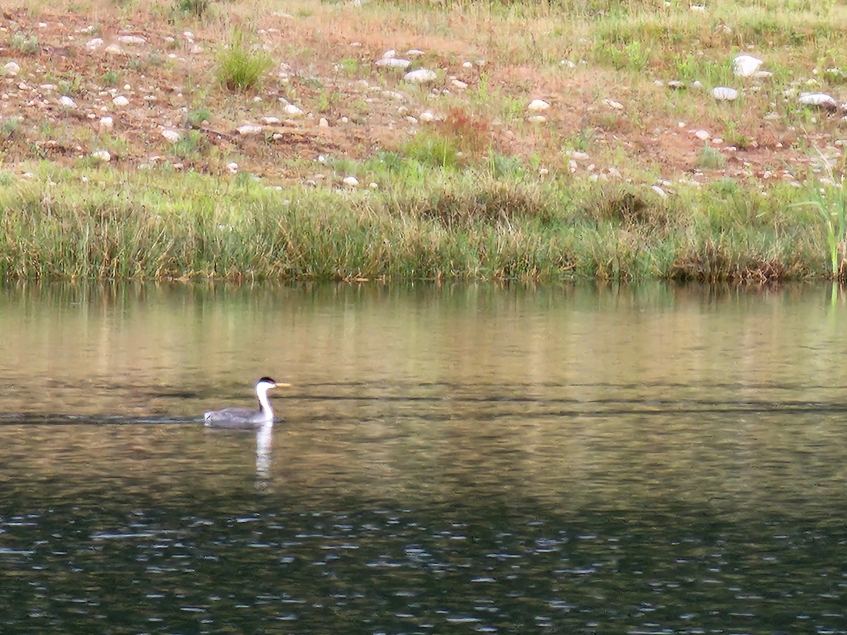 Western Grebe - Sheri Foote