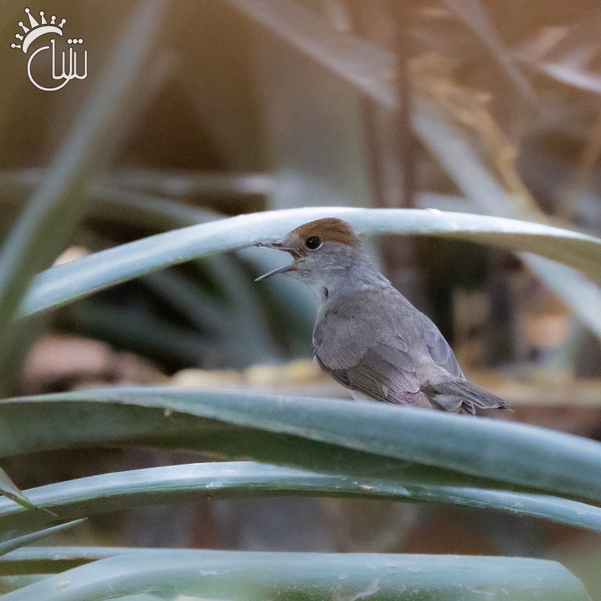 Eurasian Blackcap - Mohamed Shah