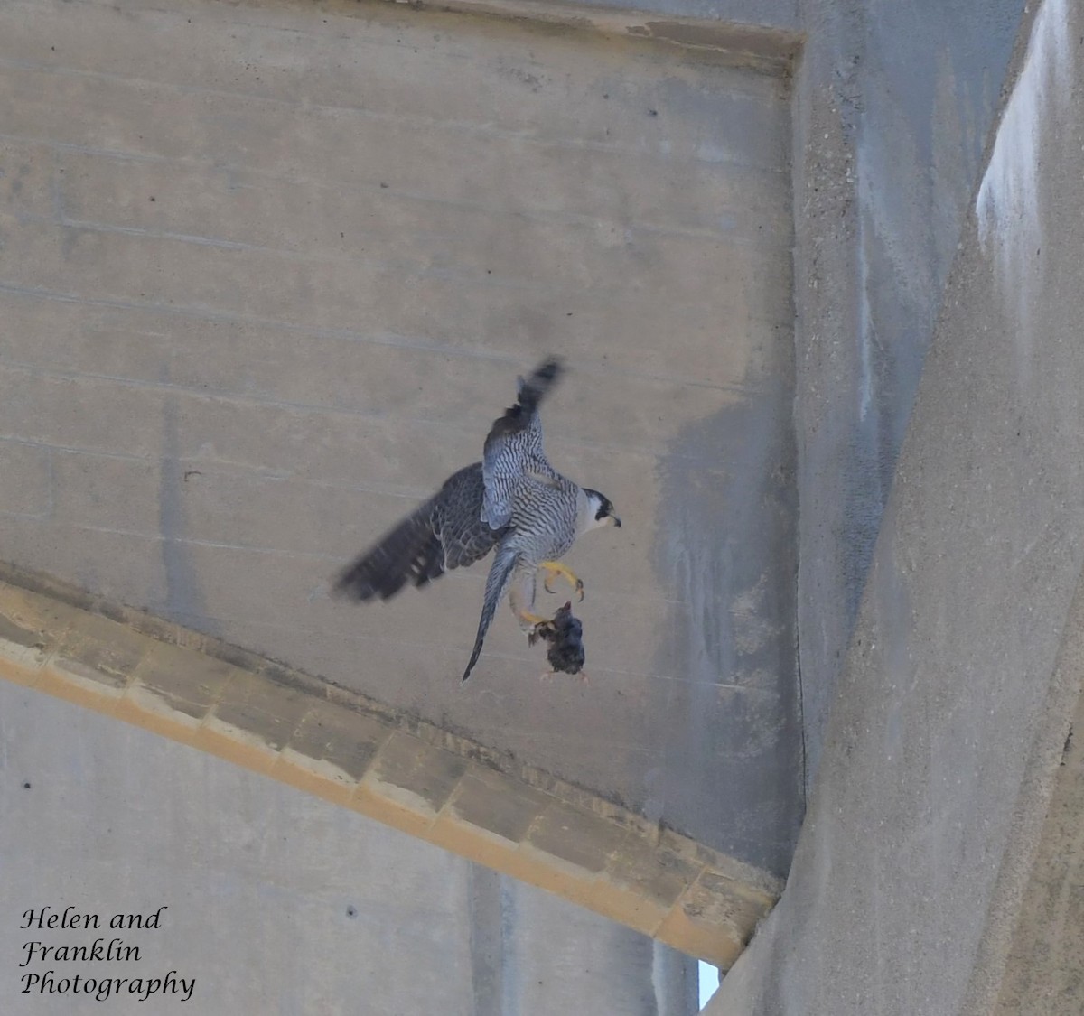 Peregrine Falcon - Helen and Franklin Chow