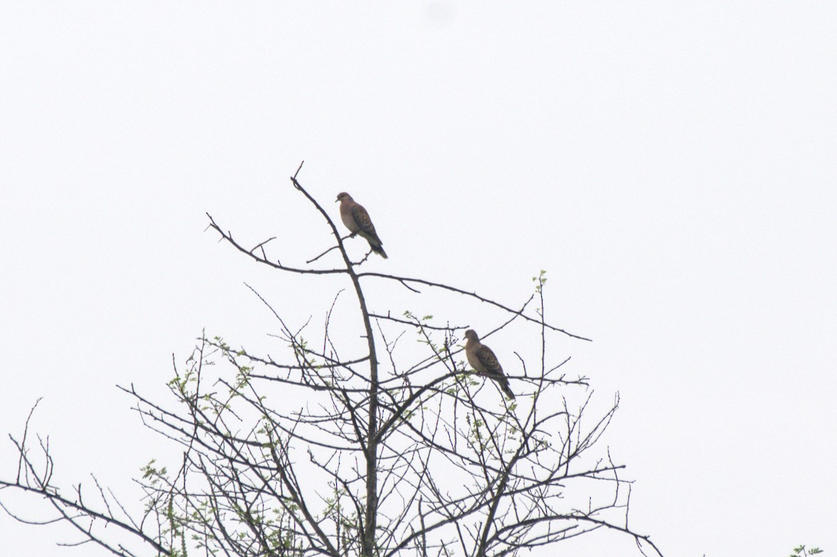 Oriental Turtle-Dove - Sathish Ramamoorthy