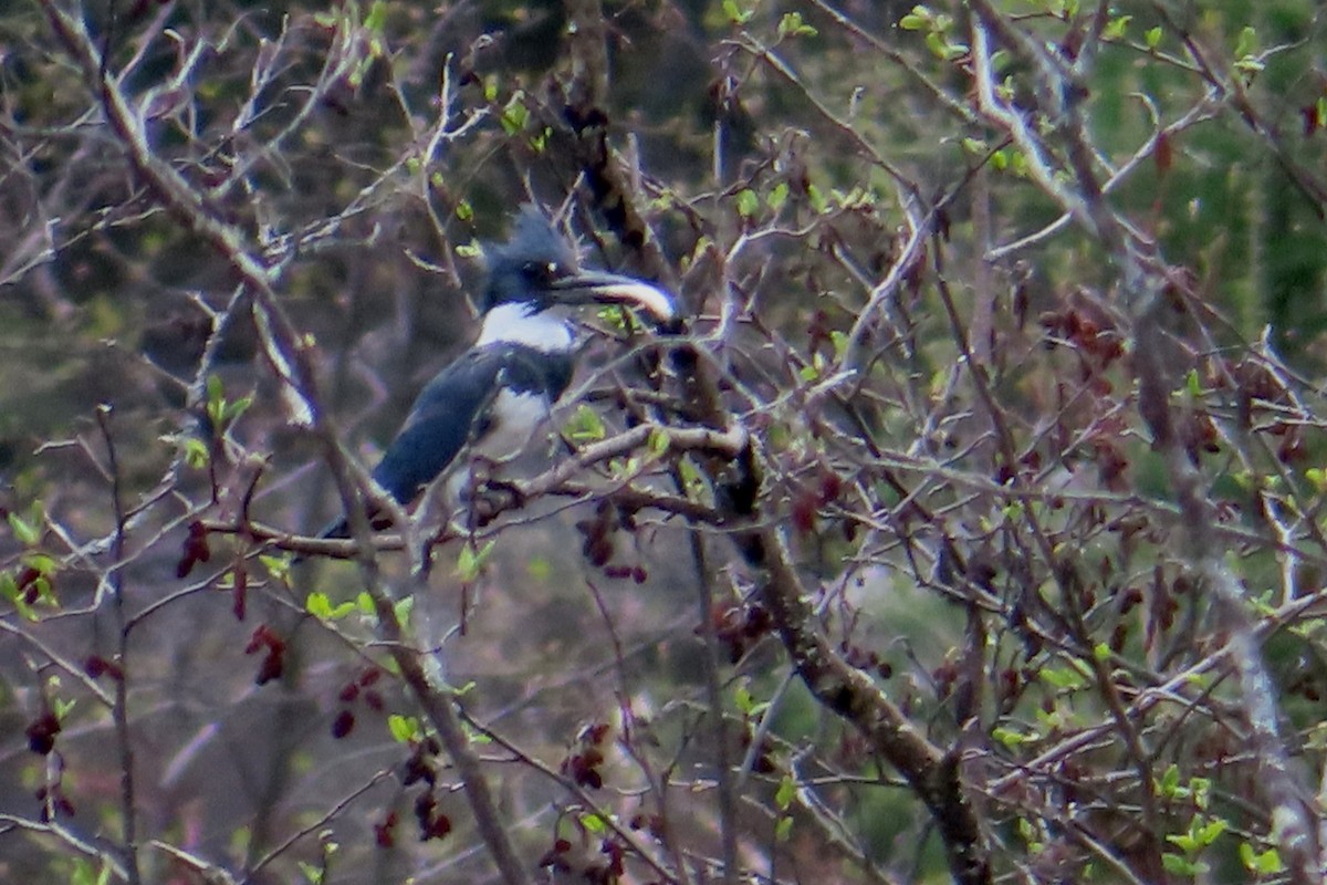 Belted Kingfisher - ML619452302