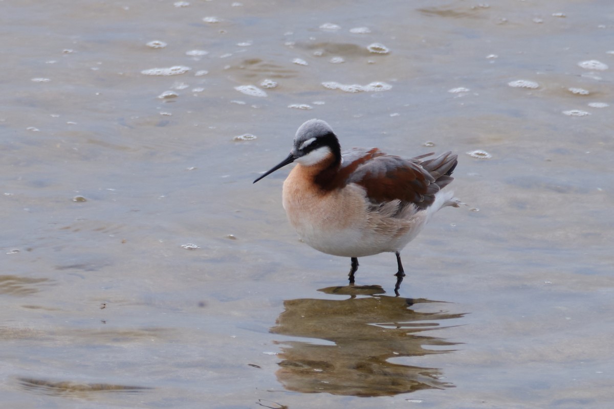 Wilson's Phalarope - Nathan Miller