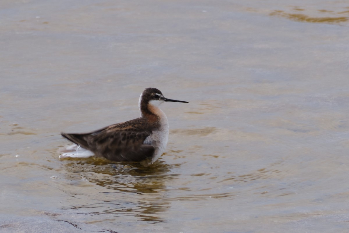 Wilson's Phalarope - Nathan Miller