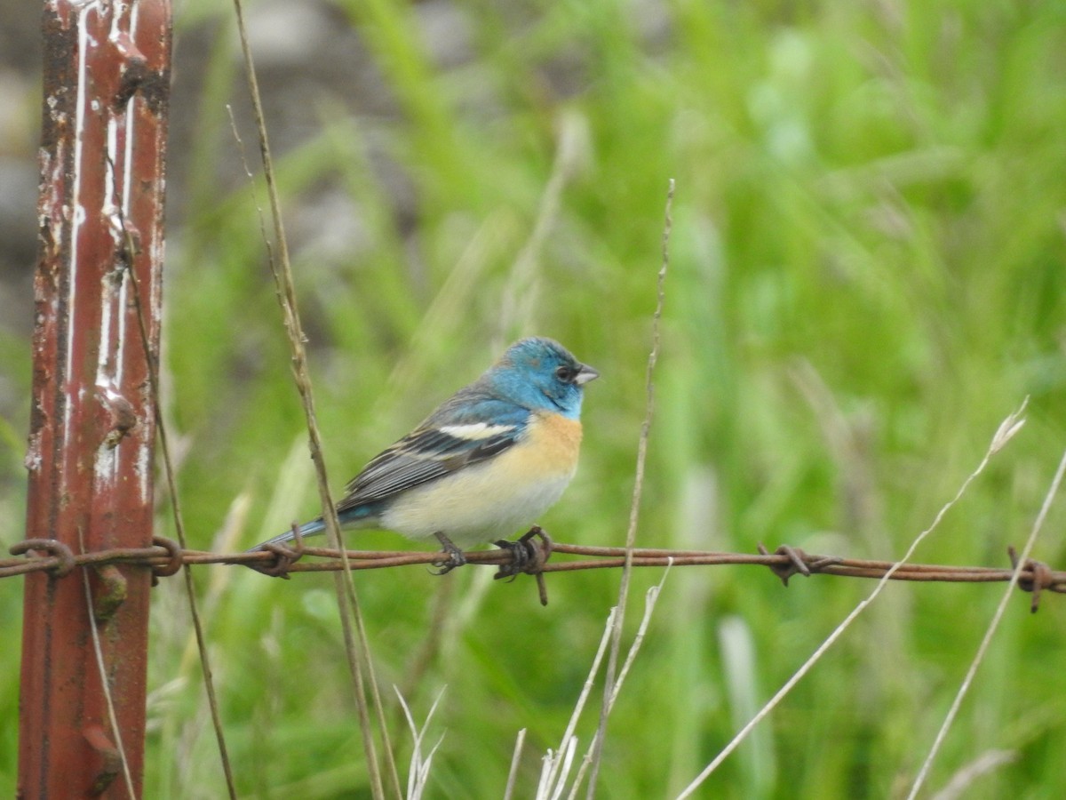 Lazuli Bunting - Peter Erickson