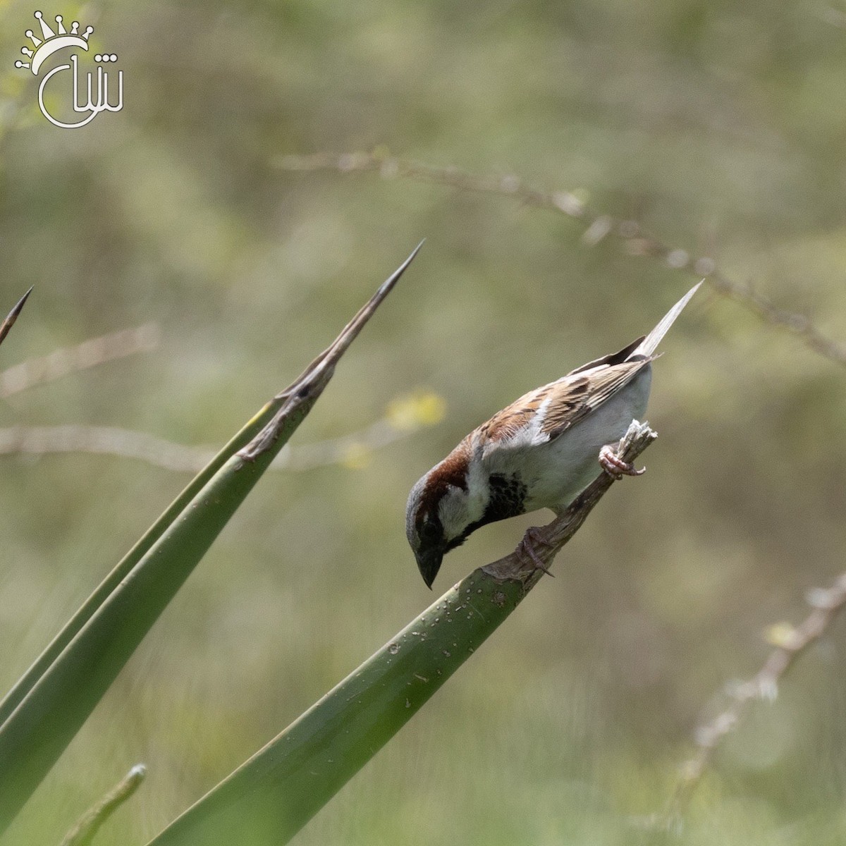 House Sparrow - Mohamed Shah