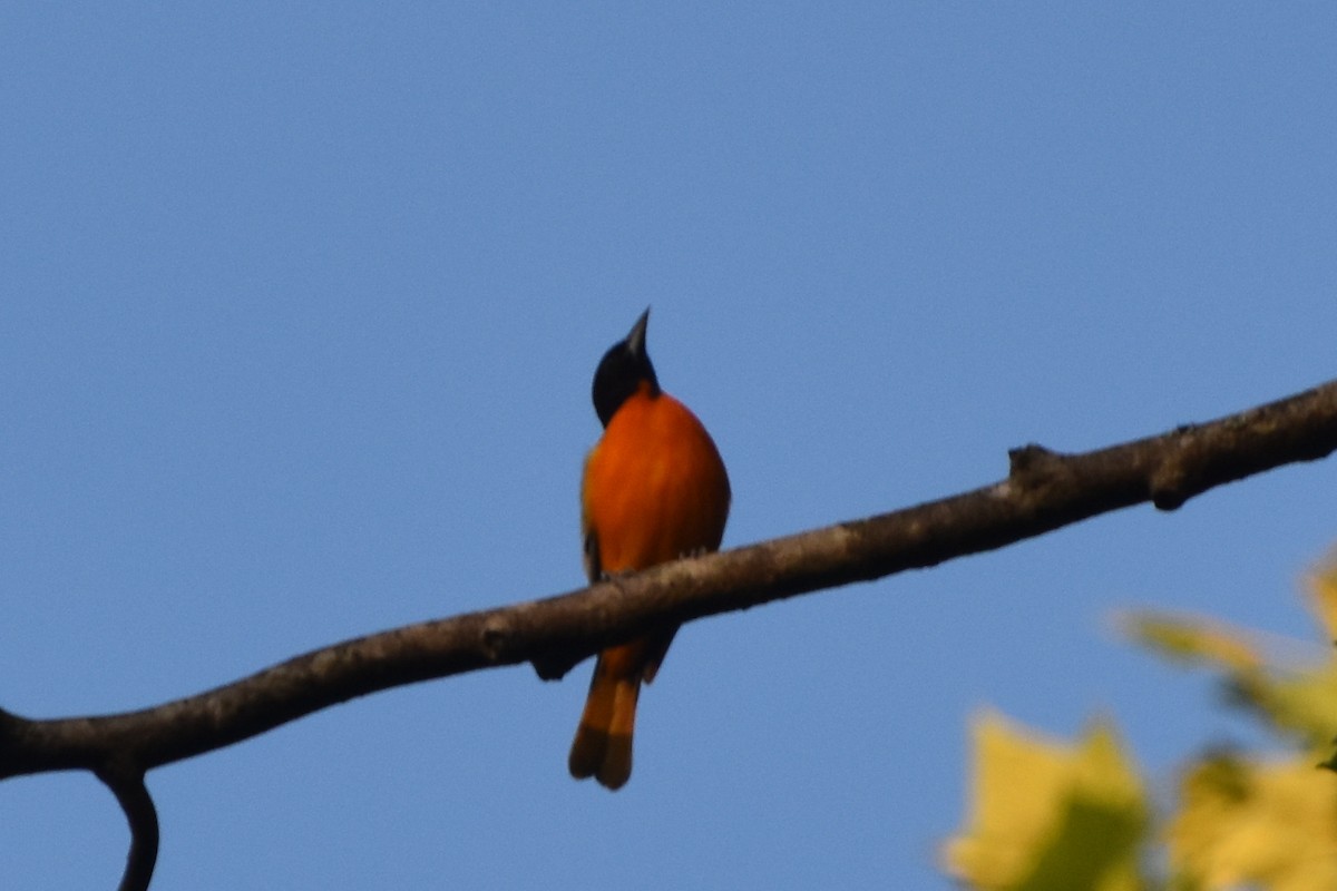 Baltimore Oriole - stephen johnson  🦜