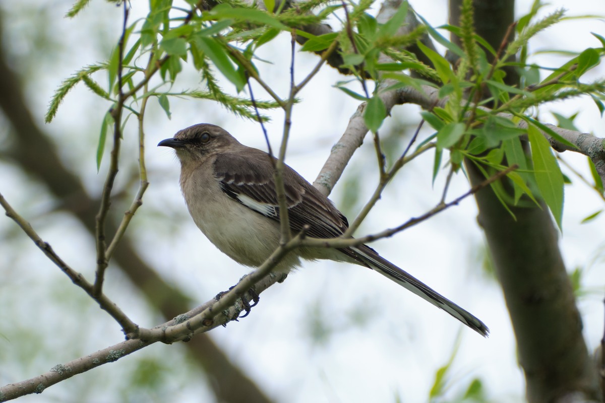 Northern Mockingbird - Nathan Miller