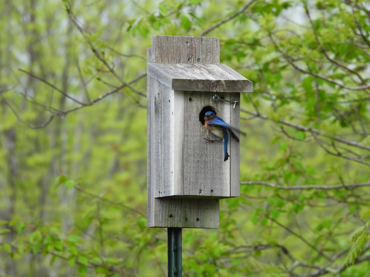 Eastern Bluebird - Cheryl Ring