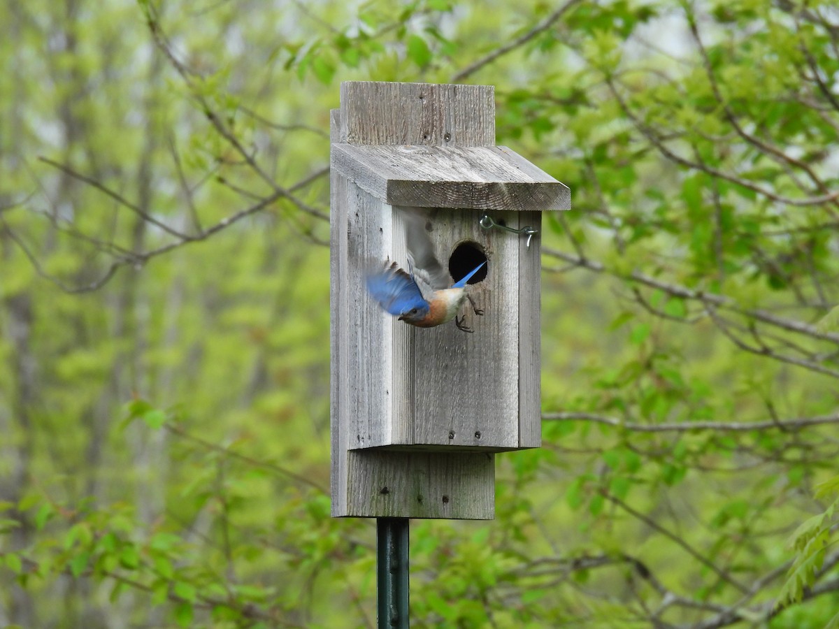 Eastern Bluebird - Cheryl Ring