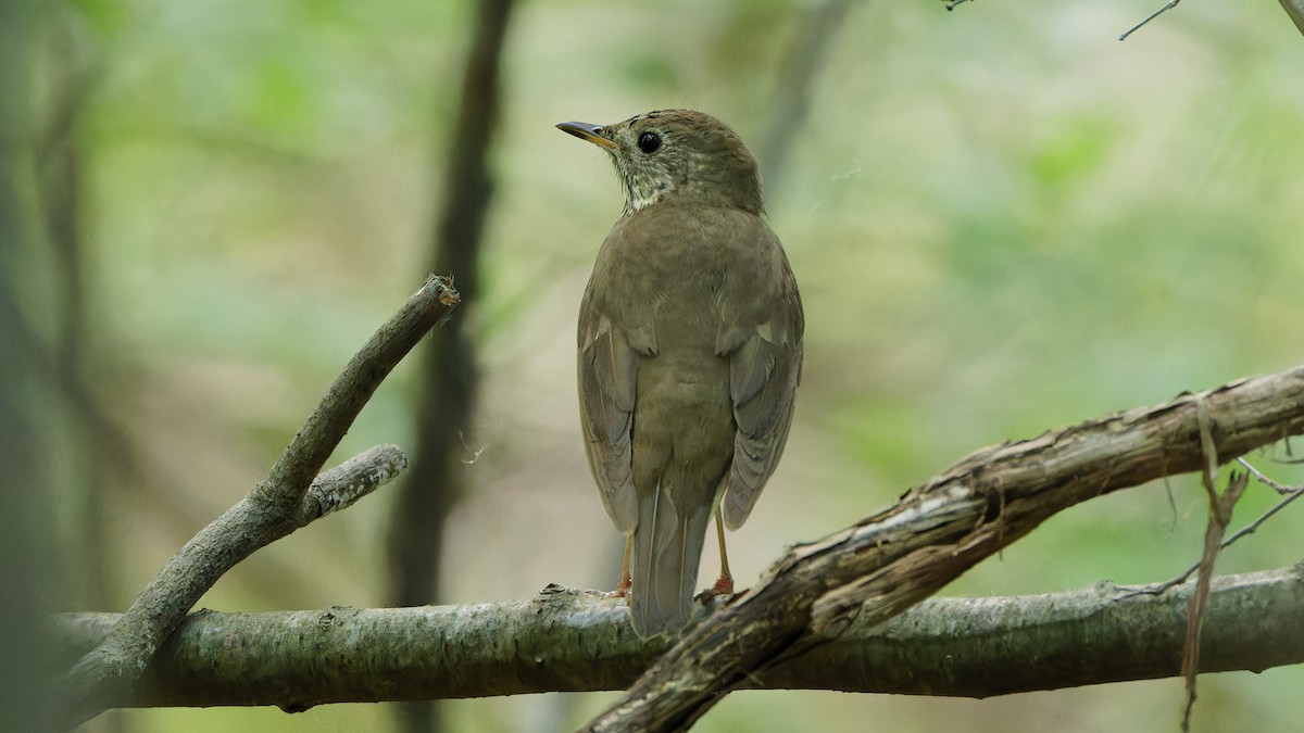 Gray-cheeked Thrush - Bob Scheidt