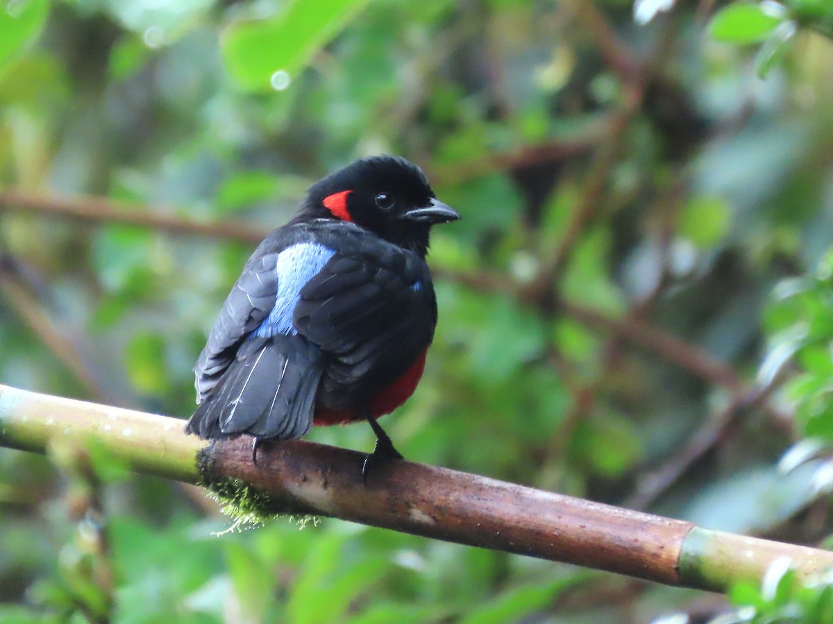 Scarlet-bellied Mountain Tanager - Hugo Foxonet