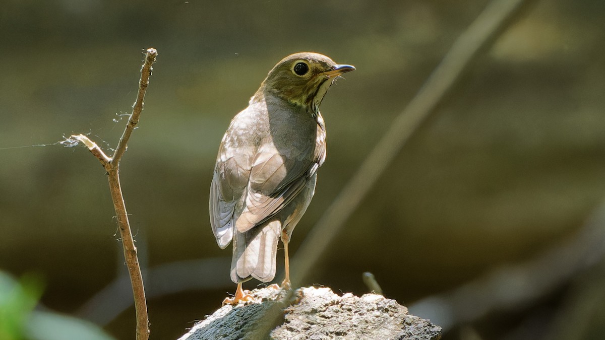 Swainson's Thrush - ML619452355