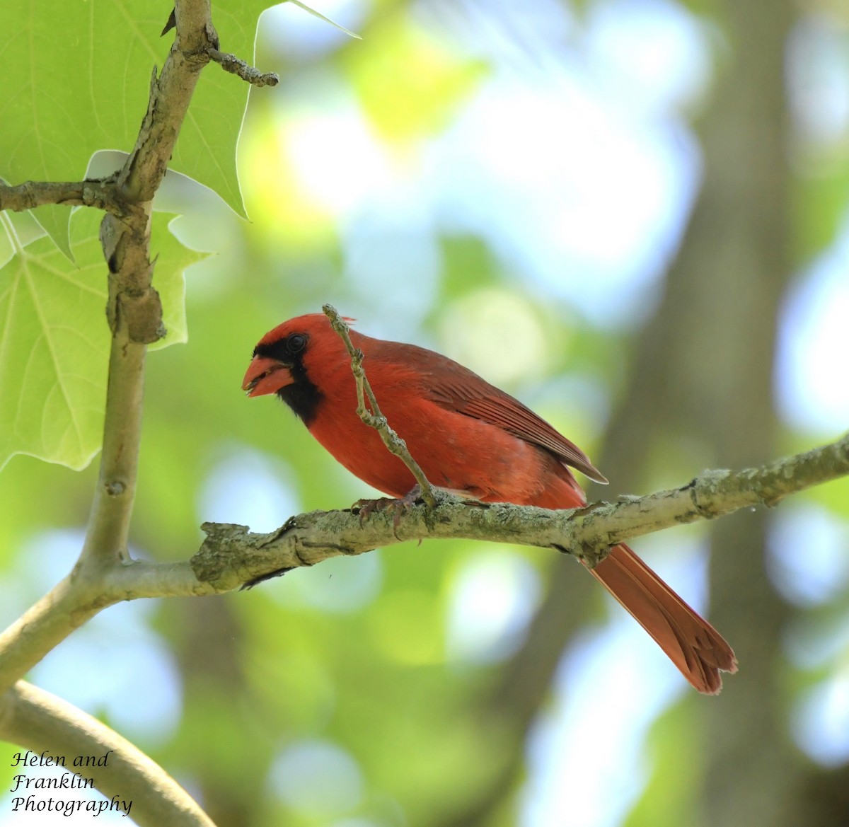 Northern Cardinal - Helen and Franklin Chow