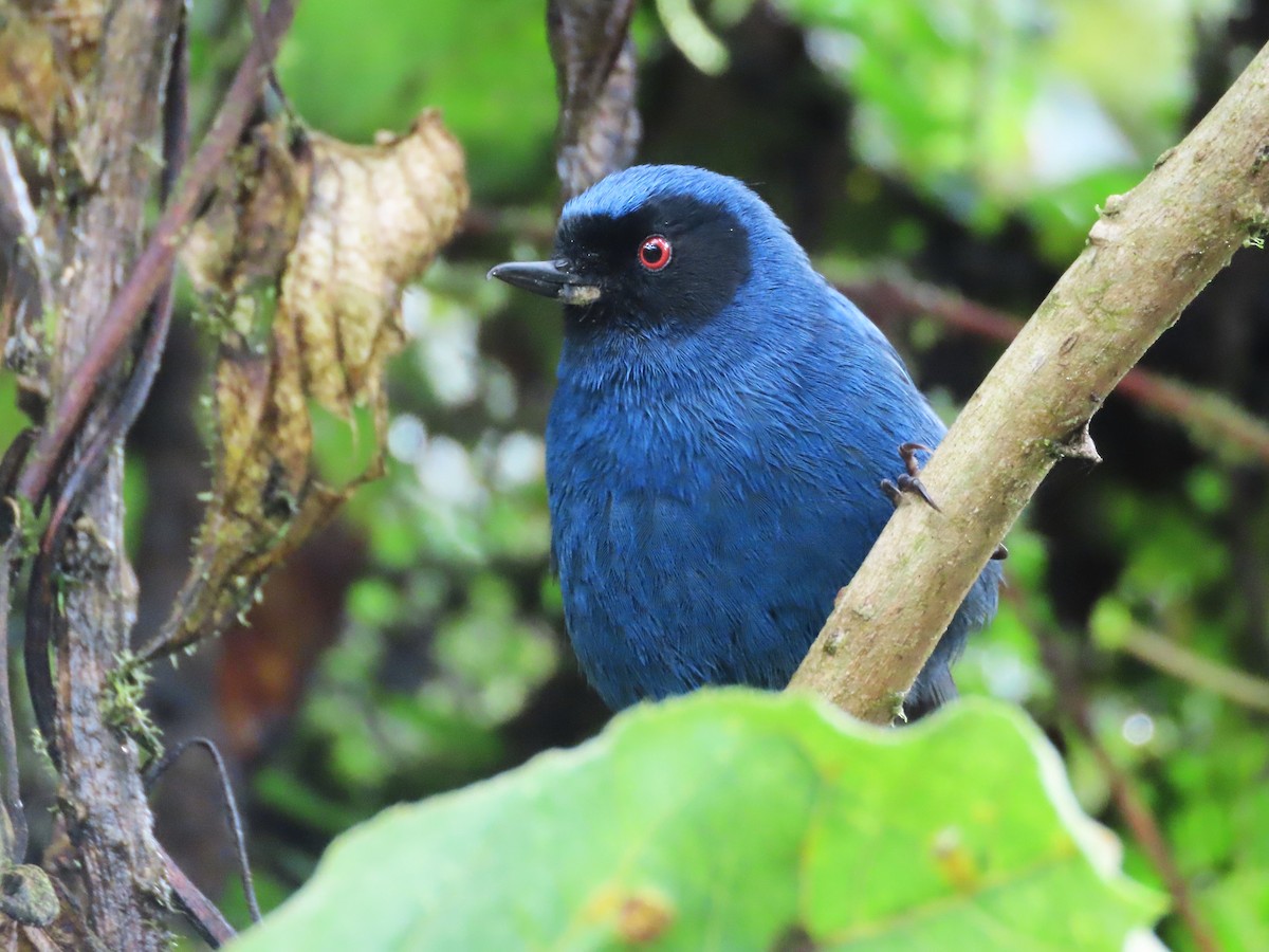 Masked Flowerpiercer - Hugo Foxonet