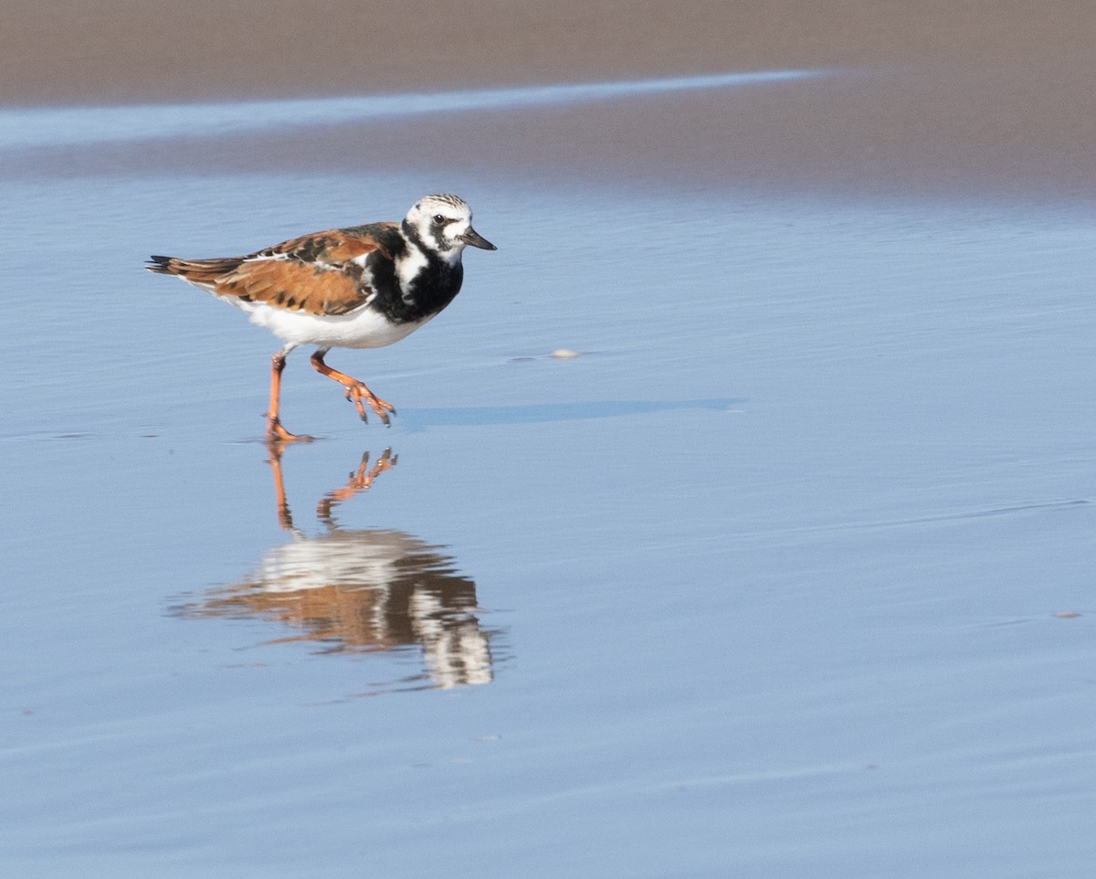 Ruddy Turnstone - Anne Heyerly