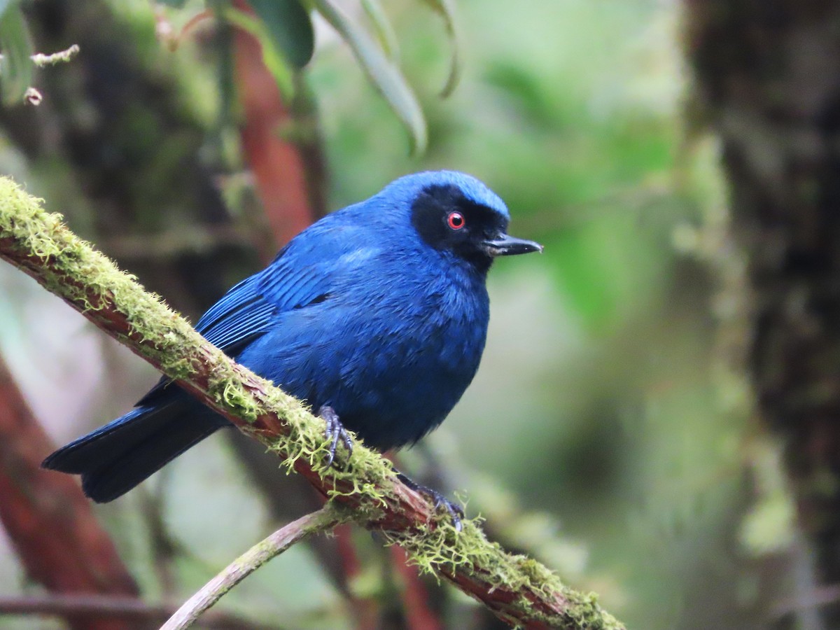 Masked Flowerpiercer - Hugo Foxonet