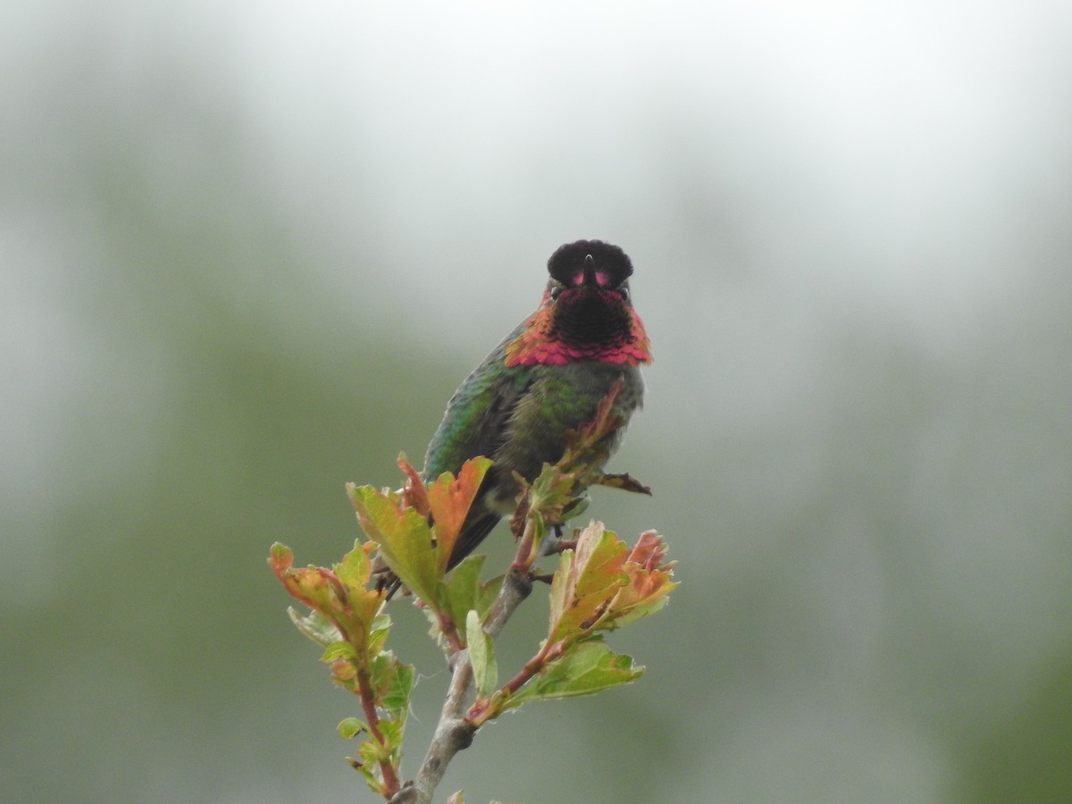 Anna's Hummingbird - Peter Erickson