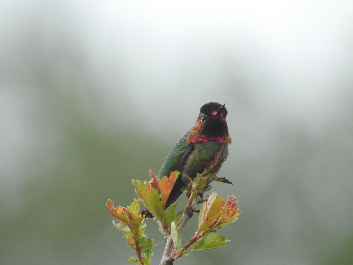 Anna's Hummingbird - Peter Erickson