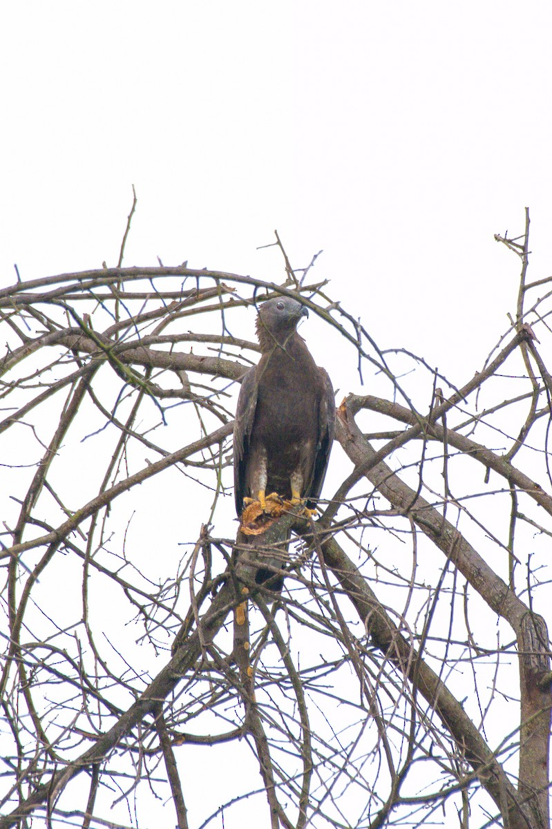 Oriental Honey-buzzard - Sathish Ramamoorthy