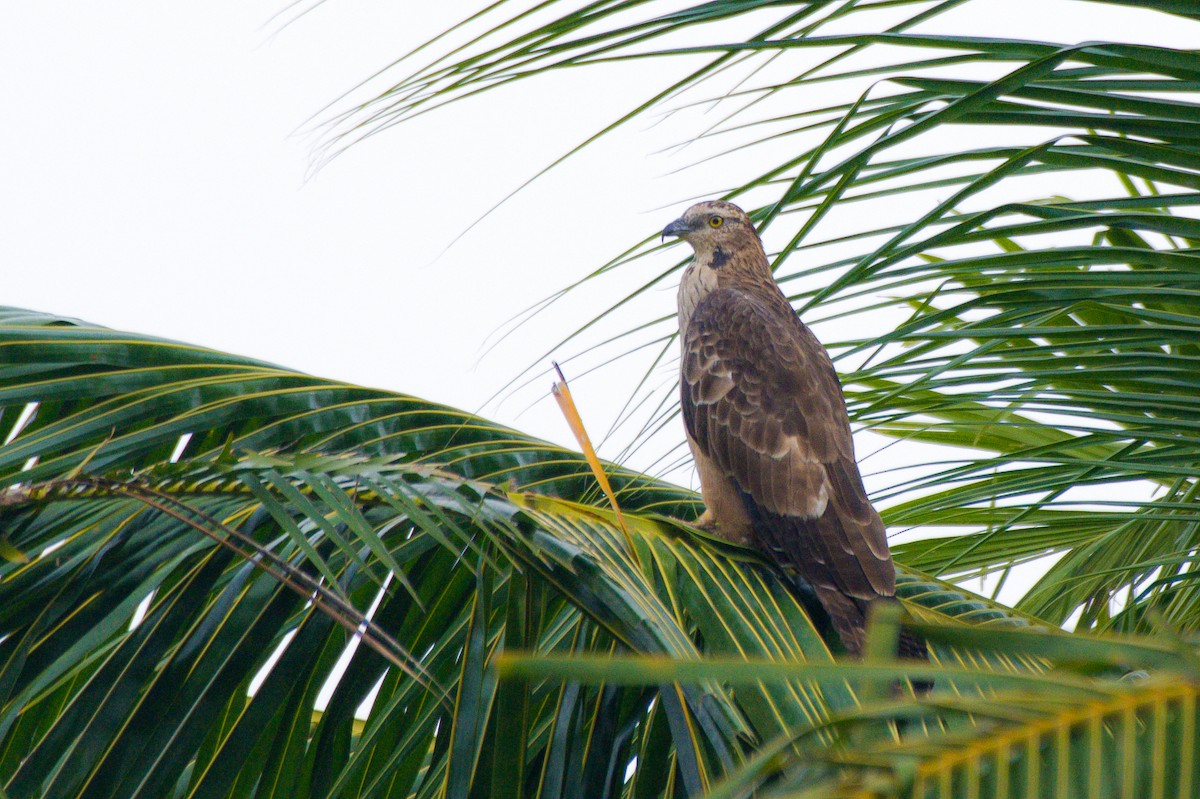 Oriental Honey-buzzard - Sathish Ramamoorthy