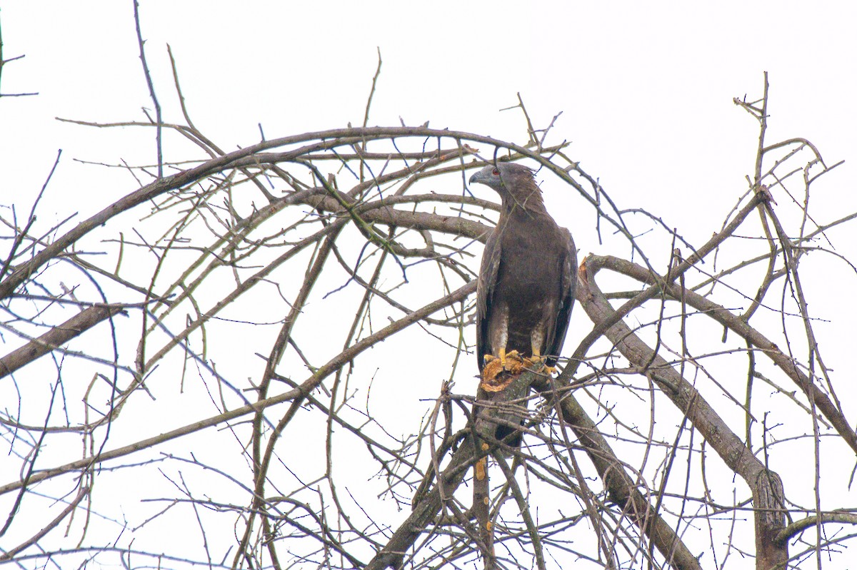 Oriental Honey-buzzard - Sathish Ramamoorthy