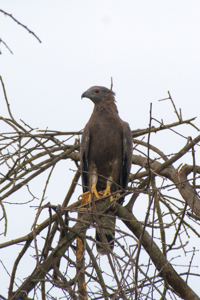 Oriental Honey-buzzard - Sathish Ramamoorthy