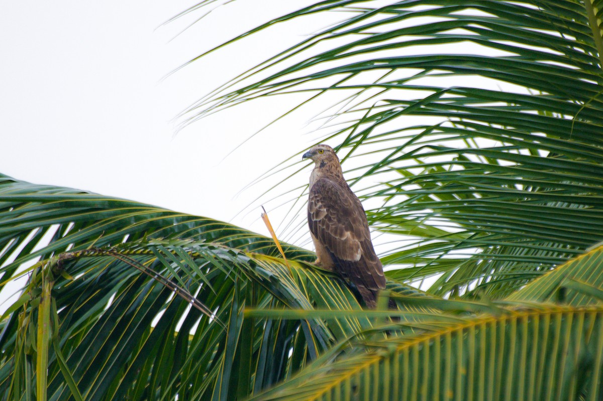 Oriental Honey-buzzard - Sathish Ramamoorthy