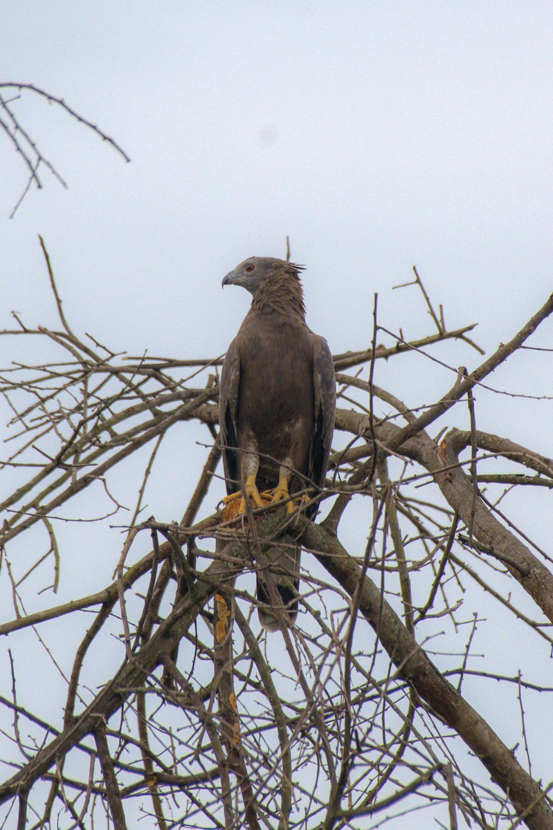 Oriental Honey-buzzard - Sathish Ramamoorthy